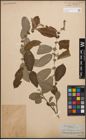 Foto von Salix cinerea L.